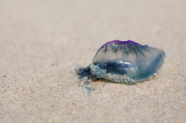 Blue Bottle Jellyfish - Australian Beach