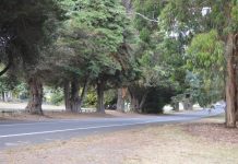 Some Mount Burr trees to be removed