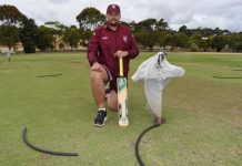 Scarecrows saving cricket pitches from corellas