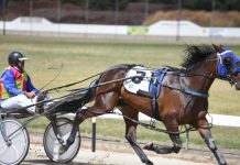 Penola new venue for summer cup