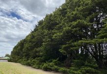 Have your say on Cypress removal