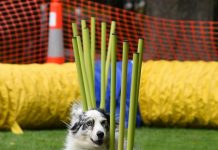Local dogs strut stuff