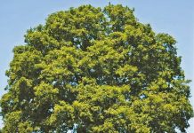 Ideal time for planting