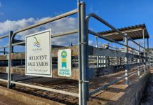 New committee for Millicent Saleyards