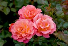 New colours for your garden