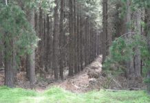 State minister blindsided by forestry proposal