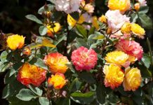 More new roses for 2022