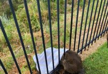 Wallaby finds itself in trouble