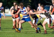 Dogs host Cats at the Kennel