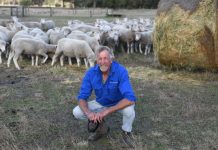 Sheep farmers set to benefit from new trade agreement