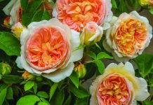 A climber for every garden