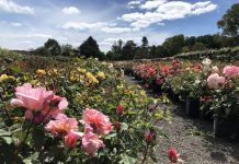 Last month for potted roses