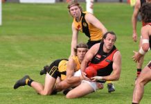 Bulldogs muzzled by Tigers