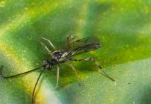 New tools to keep good bugs