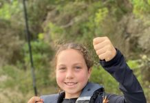 Snapper numbers still high