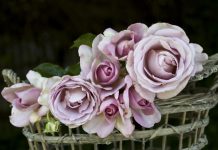 Exclusive Delbard French roses