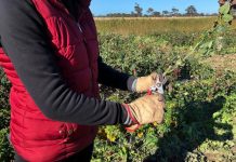 Busy season at the rose farm