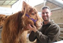 Cattle show udderly packed