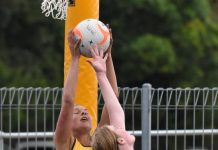 Cats do battle at Island Park