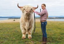 Mount Gambier to host national cattle show