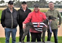 Tara Raceway continues to offer greyhounds a second chance