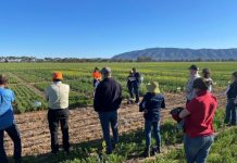 Closing the yield gap on legumes