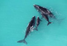 Marine animals in the spotlight