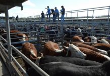 New research reveals social value of saleyards