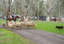 Stockman’s Challenge success again