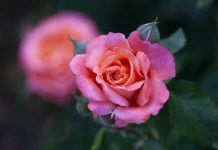 Winter means pruning time