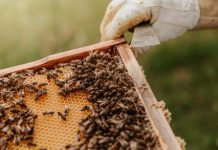 Bee component restrictions in place