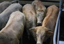 Market reports July 15