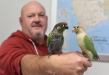 Birds doing the rounds