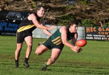 Mozzies show their best