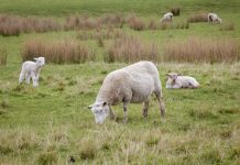 Expressions of interest sought for new Sheep Traceability Steering Committee