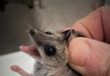 Rare dunnart found