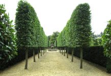 Last chance to plant bare rooted plants