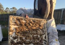 Varroa mite restrictions