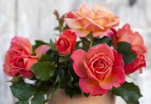 Bare root roses now on sale