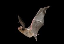 Bent-Wing bat takes the title