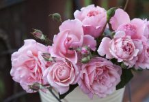 Rose fit for a Queen