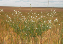 Wild radish seed targeted for destruction