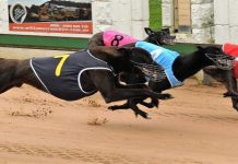 Training trio’s Tara treble