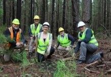 Forestry investment encourages farm diversity