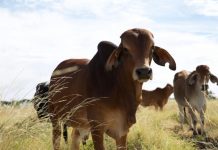 Australian joins Global Methane Pledge