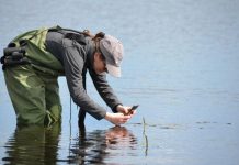 Wetlands benefit from extra rain