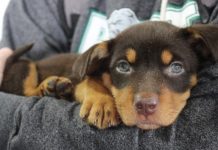 Keeping pets safe for new year’s eve