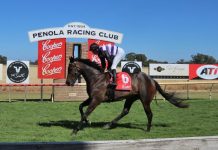 Willy rises to a new level