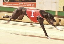 First mating for Mount Gambier track record holder