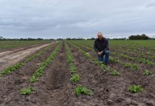 Another low yield season ahead